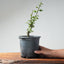 Coast Live Oak Bonsai 969 - Bonsaify