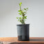 Coast Live Oak Bonsai 970 - Bonsaify