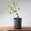 Coast Live Oak Bonsai 971 - Bonsaify