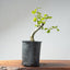 Coast Live Oak Bonsai 971 - Bonsaify