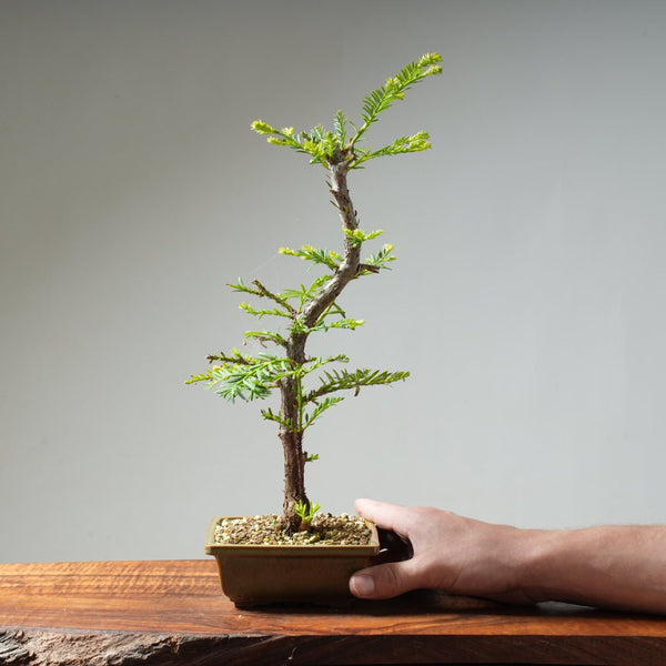 Coastal Redwood Bonsai #20 - Bonsaify