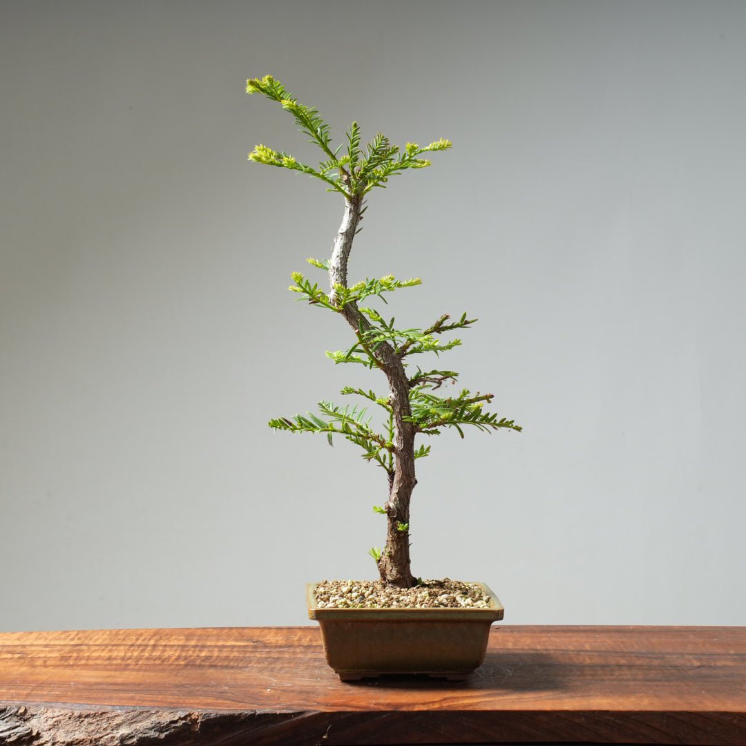 Coastal Redwood Bonsai #20 - Bonsaify