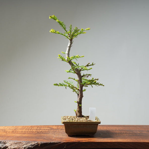 Coastal Redwood Bonsai #20 - Bonsaify