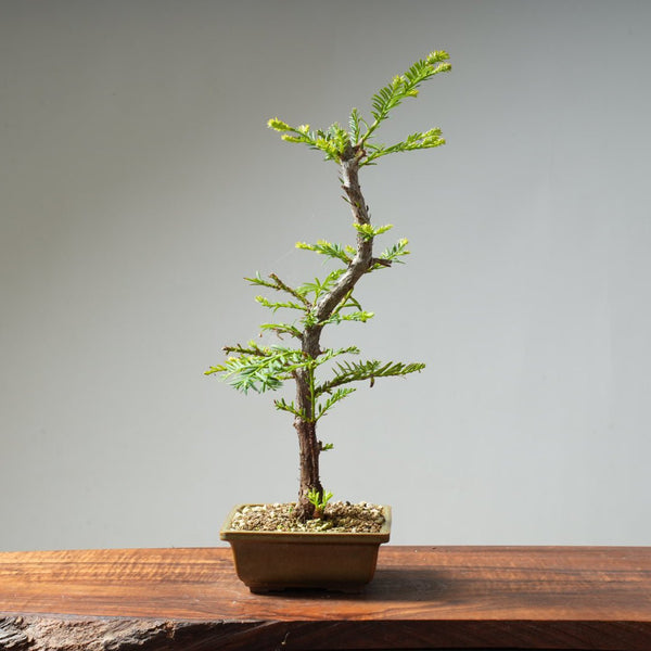 Coastal Redwood Bonsai #20 - Bonsaify