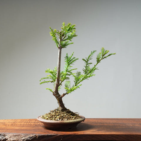 Coastal Redwood Bonsai #21 - Bonsaify