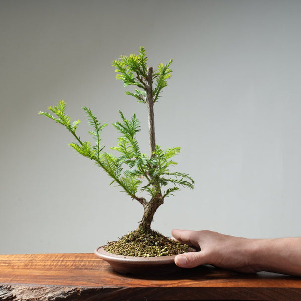Coastal Redwood Bonsai #21 - Bonsaify