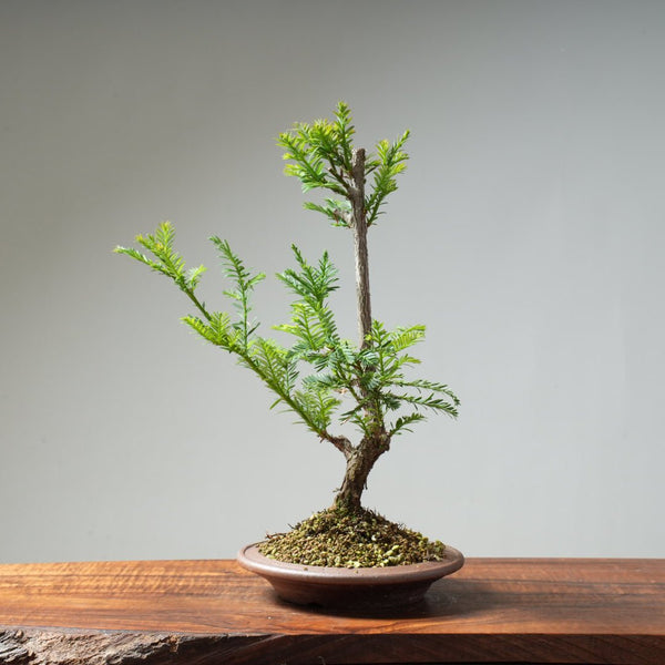Coastal Redwood Bonsai #21 - Bonsaify