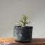 Corkbark Chinese Elm Bonsai 1126 - Bonsaify