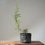 Corkbark Chinese Elm Bonsai 1127 - Bonsaify