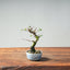 Corkbark Chinese Elm Bonsai #1346 - Bonsaify