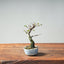 Corkbark Chinese Elm Bonsai #1346 - Bonsaify