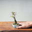 Corkbark Chinese Elm Bonsai #1346 - Bonsaify