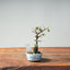 Corkbark Chinese Elm Bonsai #1346 - Bonsaify