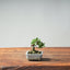 Corkbark Chinese Elm Bonsai #1347 - Bonsaify
