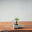 Corkbark Chinese Elm Bonsai #1347 - Bonsaify