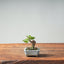 Corkbark Chinese Elm Bonsai #1347 - Bonsaify