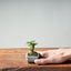 Corkbark Chinese Elm Bonsai #1347 - Bonsaify