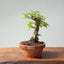 Corkbark Chinese Elm Bonsai 793 - Bonsaify