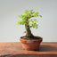 Corkbark Chinese Elm Bonsai 793 - Bonsaify