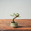 Corkbark Chinese Elm Bonsai 807 - Bonsaify