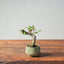 Corkbark Chinese Elm Bonsai 807 - Bonsaify