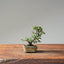 Cotoneaster Bonsai 1049 - Bonsaify
