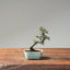 Cotoneaster Bonsai 1050 - Bonsaify