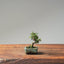Cotoneaster Bonsai 1051 - Bonsaify