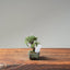 Cotoneaster Bonsai 1051 - Bonsaify