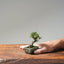 Cotoneaster Bonsai 1051 - Bonsaify