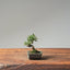 Cotoneaster Bonsai 1051 - Bonsaify