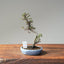 Cotoneaster Bonsai 1052 - Bonsaify