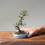 Cotoneaster Bonsai 1052 - Bonsaify