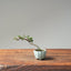 Cotoneaster Bonsai 1053 - Bonsaify
