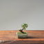 Cotoneaster Bonsai 1054 - Bonsaify