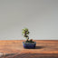 Cotoneaster Bonsai 1055 - Bonsaify