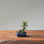 Cotoneaster Bonsai 1055 - Bonsaify