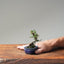 Cotoneaster Bonsai 1055 - Bonsaify