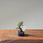 Cotoneaster Bonsai 1055 - Bonsaify