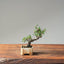 Cotoneaster Bonsai 1057 - Bonsaify