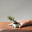 Cotoneaster Bonsai 1058 - Bonsaify