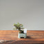 Cotoneaster Bonsai 1058 - Bonsaify
