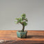 Cotoneaster Bonsai 1059 - Bonsaify