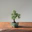 Cotoneaster Bonsai 1059 - Bonsaify
