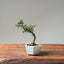 Cotoneaster Bonsai 1060 - Bonsaify