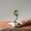 Cotoneaster Bonsai 1060 - Bonsaify