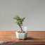 Cotoneaster Bonsai 1060 - Bonsaify