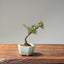Cotoneaster Bonsai 1060 - Bonsaify