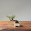 Cotoneaster Bonsai 1061 - Bonsaify