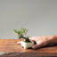 Cotoneaster Bonsai 1061 - Bonsaify